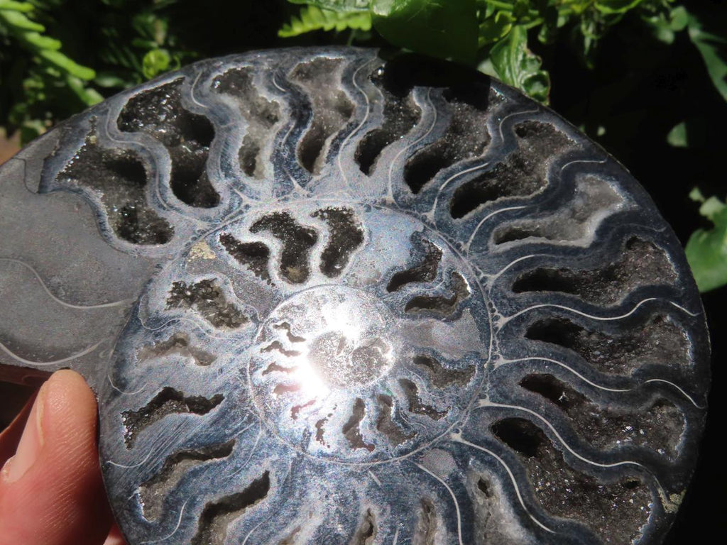 Polished Black Cleoniceras Ammonite Fossil Specimen x 1 From Tulear, Madagascar