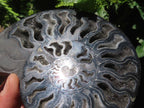 Polished Black Cleoniceras Ammonite Fossil Specimen x 1 From Tulear, Madagascar