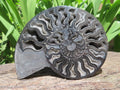 Polished Black Cleoniceras Ammonite Fossil Specimen x 1 From Tulear, Madagascar