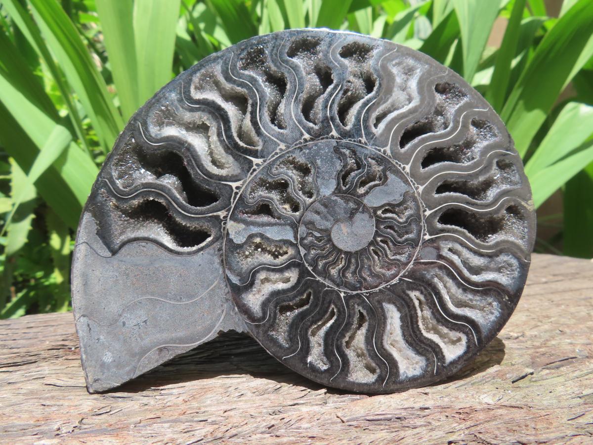 Polished Black Cleoniceras Ammonite Fossil Specimen x 1 From Tulear, Madagascar