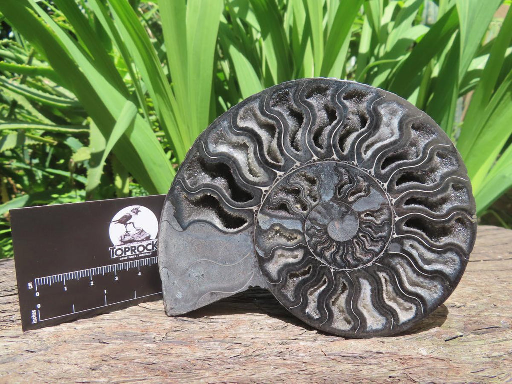 Polished Black Cleoniceras Ammonite Fossil Specimen x 1 From Tulear, Madagascar