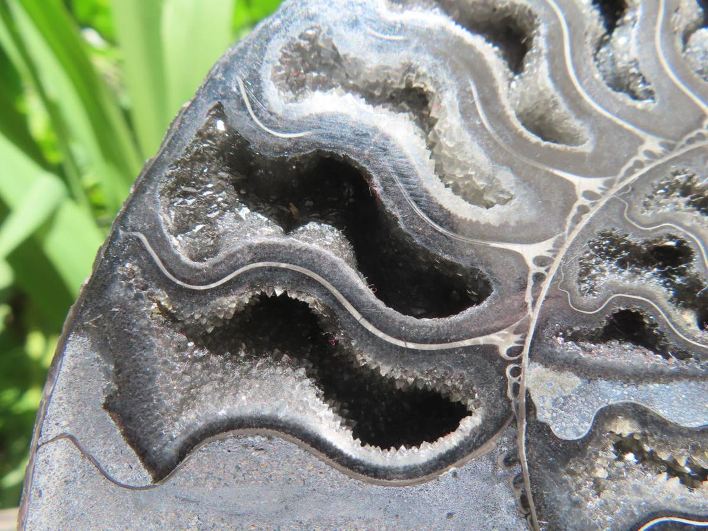 Polished Black Cleoniceras Ammonite Fossil Specimen x 1 From Tulear, Madagascar