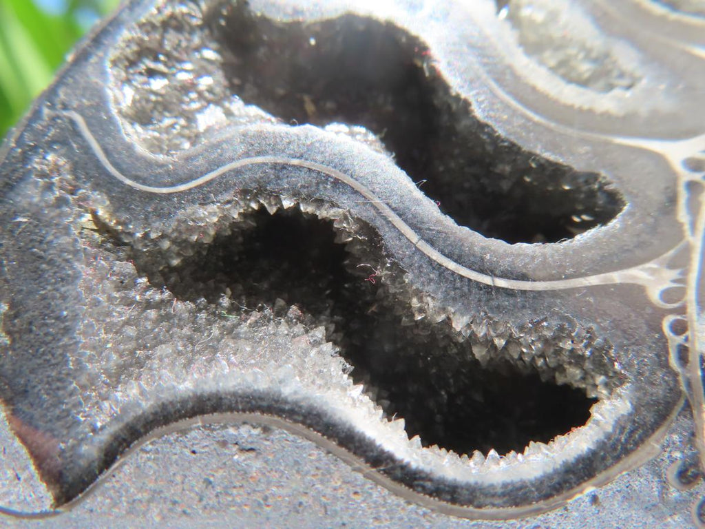 Polished Black Cleoniceras Ammonite Fossil Specimen x 1 From Tulear, Madagascar