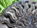 Polished Black Cleoniceras Ammonite Fossil Specimen x 1 From Tulear, Madagascar