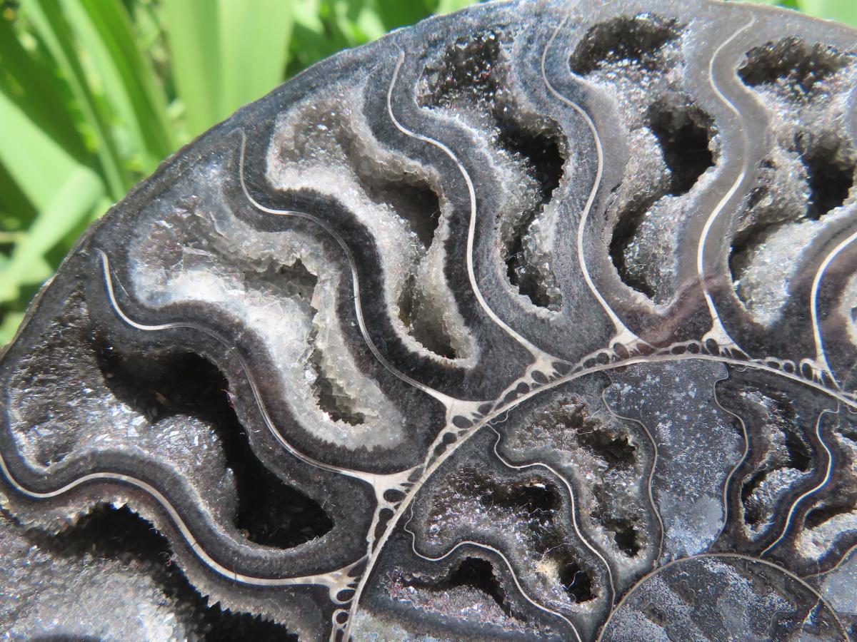 Polished Black Cleoniceras Ammonite Fossil Specimen x 1 From Tulear, Madagascar