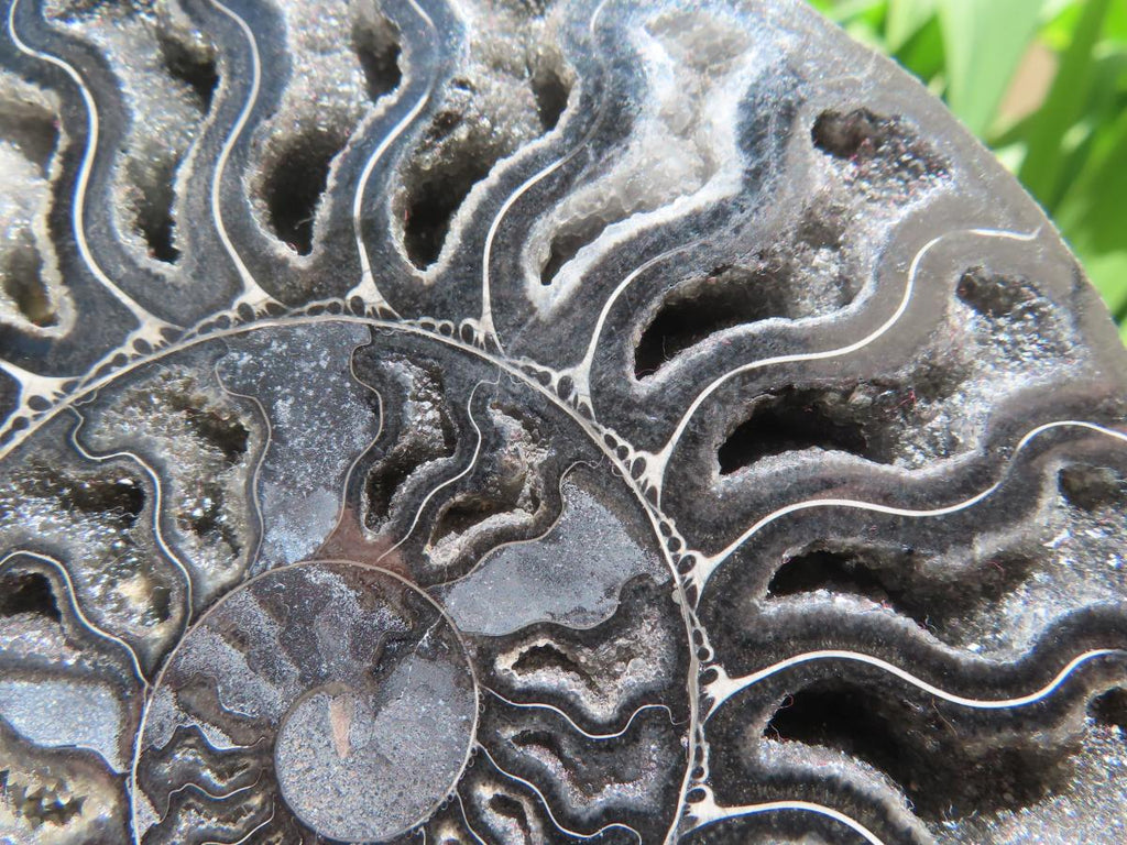 Polished Black Cleoniceras Ammonite Fossil Specimen x 1 From Tulear, Madagascar