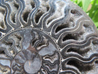 Polished Black Cleoniceras Ammonite Fossil Specimen x 1 From Tulear, Madagascar