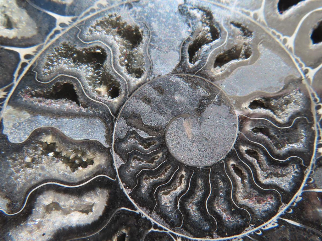 Polished Black Cleoniceras Ammonite Fossil Specimen x 1 From Tulear, Madagascar