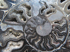 Polished Black Cleoniceras Ammonite Fossil Specimen x 1 From Tulear, Madagascar