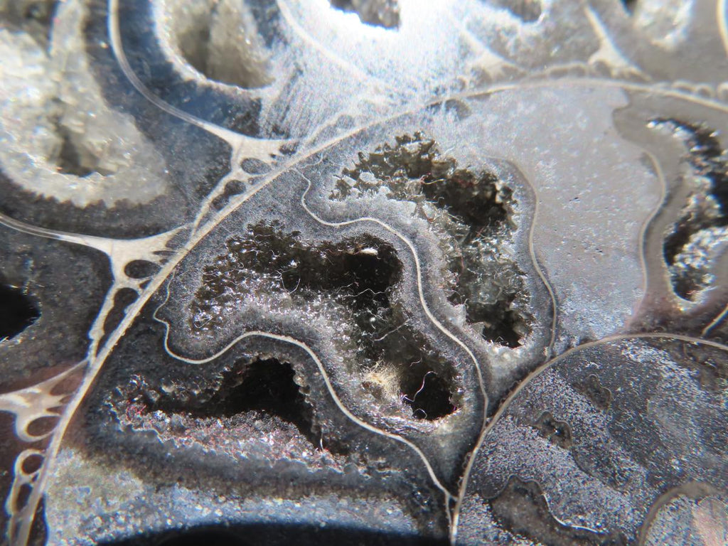 Polished Black Cleoniceras Ammonite Fossil Specimen x 1 From Tulear, Madagascar