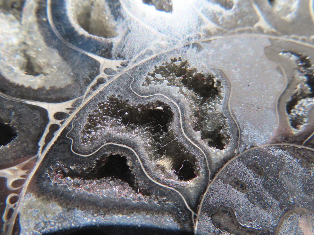 Polished Black Cleoniceras Ammonite Fossil Specimen x 1 From Tulear, Madagascar