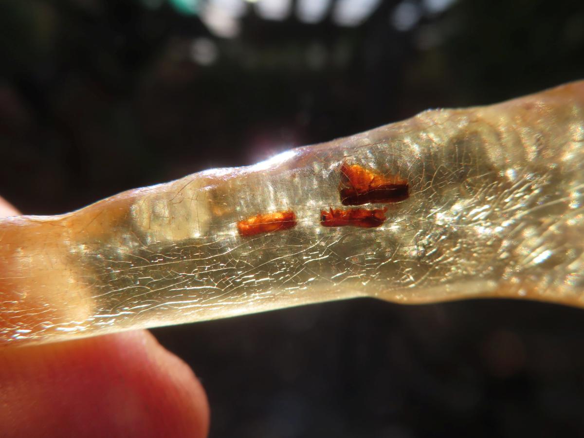 Natural Copal Amber Stalactite Formation with Insect Inclusions x 1 From Nosy Varika, Madagascar