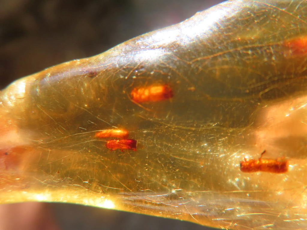 Natural Copal Amber Stalactite Formation with Insect Inclusions x 1 From Nosy Varika, Madagascar