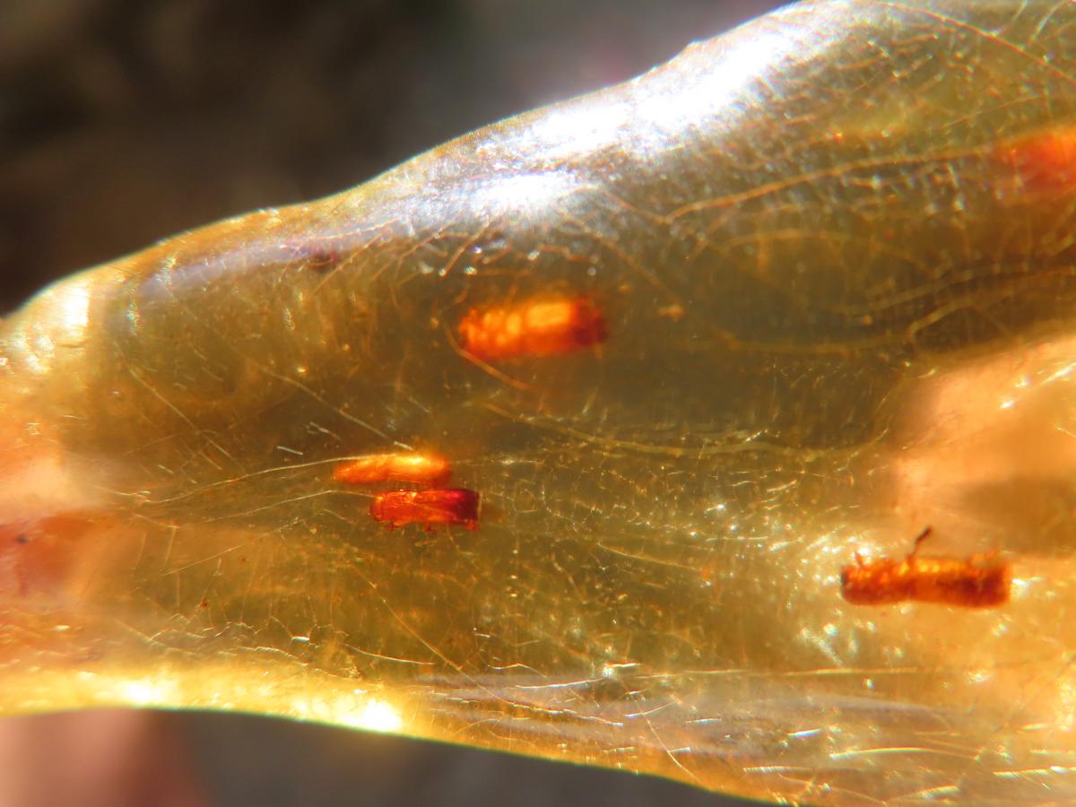 Natural Copal Amber Stalactite Formation with Insect Inclusions x 1 From Nosy Varika, Madagascar