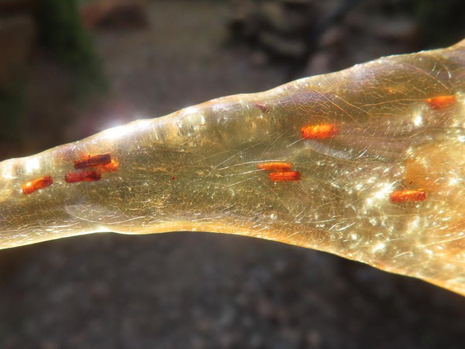 Natural Copal Amber Stalactite Formation with Insect Inclusions x 1 From Nosy Varika, Madagascar