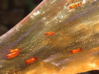 Natural Copal Amber Stalactite Formation with Insect Inclusions x 1 From Nosy Varika, Madagascar