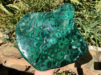 Polished Large Flat Silky Malachite Plate Specimen x 1 From Kasompe, Congo