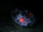 Polished Mutokolite Emerald Muscovite Mica Free Form with Fluorescent Rubies x 1 From Mutoko, Great Dyke, Zimbabwe