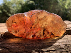 Natural Large Copal Amber Specimen x 1 From Nosy Varika, Madagascar