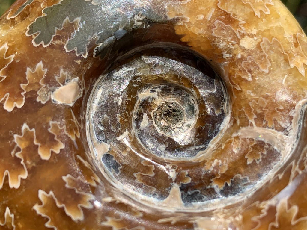 Polished Classic Desmoceras Jigsaw Ammonite x 1 From Tulear, Madagascar