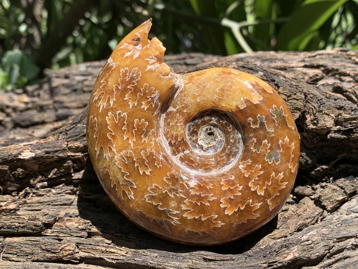 Polished Classic Desmoceras Jigsaw Ammonite x 1 From Tulear, Madagascar