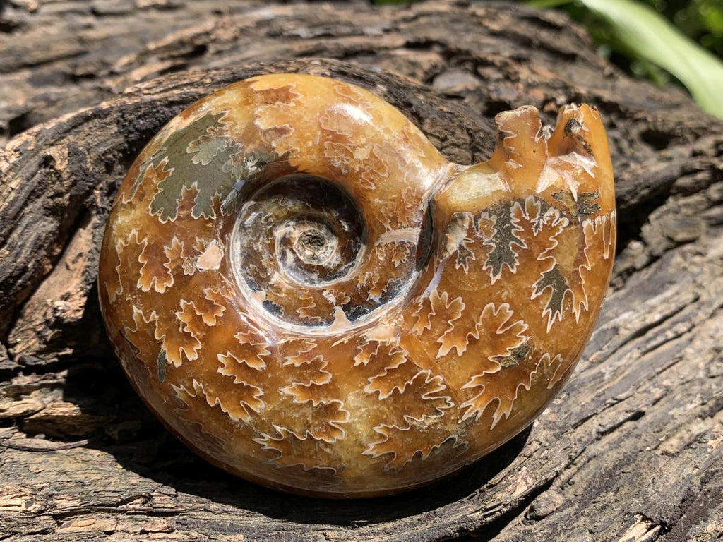 Polished Classic Desmoceras Jigsaw Ammonite x 1 From Tulear, Madagascar