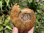 Polished Classic Desmoceras Jigsaw Ammonite x 1 From Tulear, Madagascar