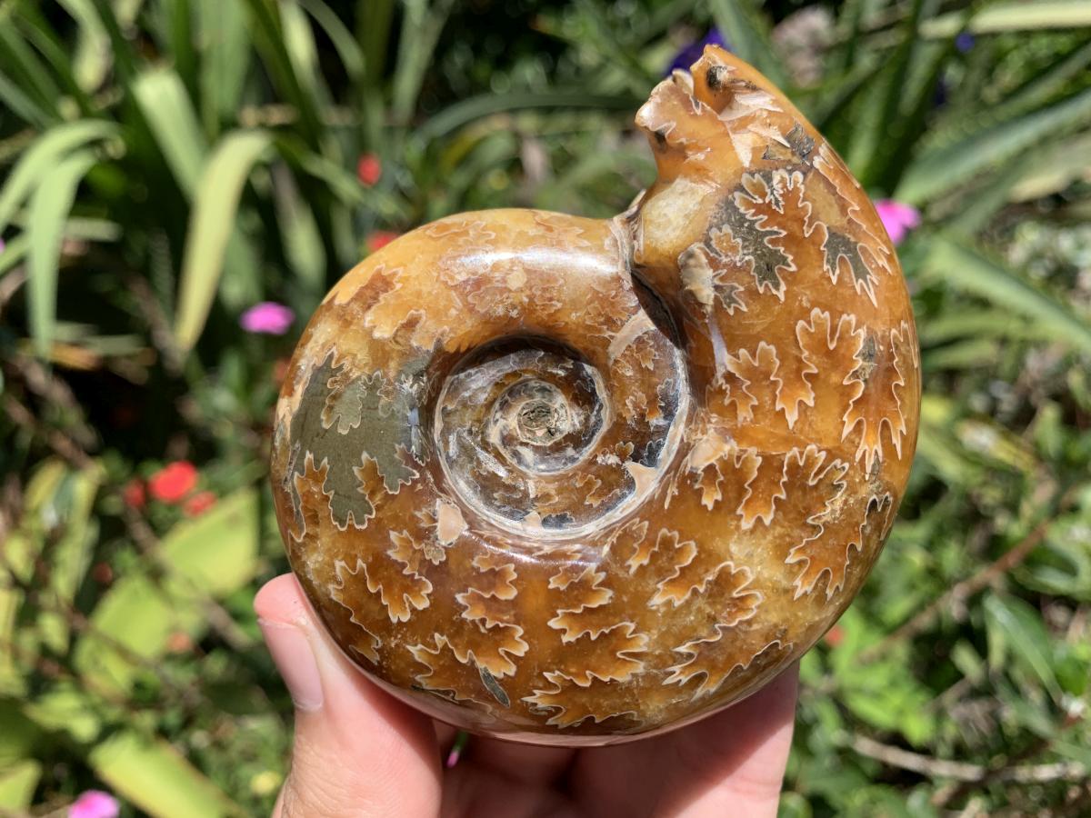 Polished Classic Desmoceras Jigsaw Ammonite x 1 From Tulear, Madagascar