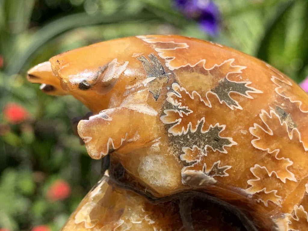 Polished Classic Desmoceras Jigsaw Ammonite x 1 From Tulear, Madagascar
