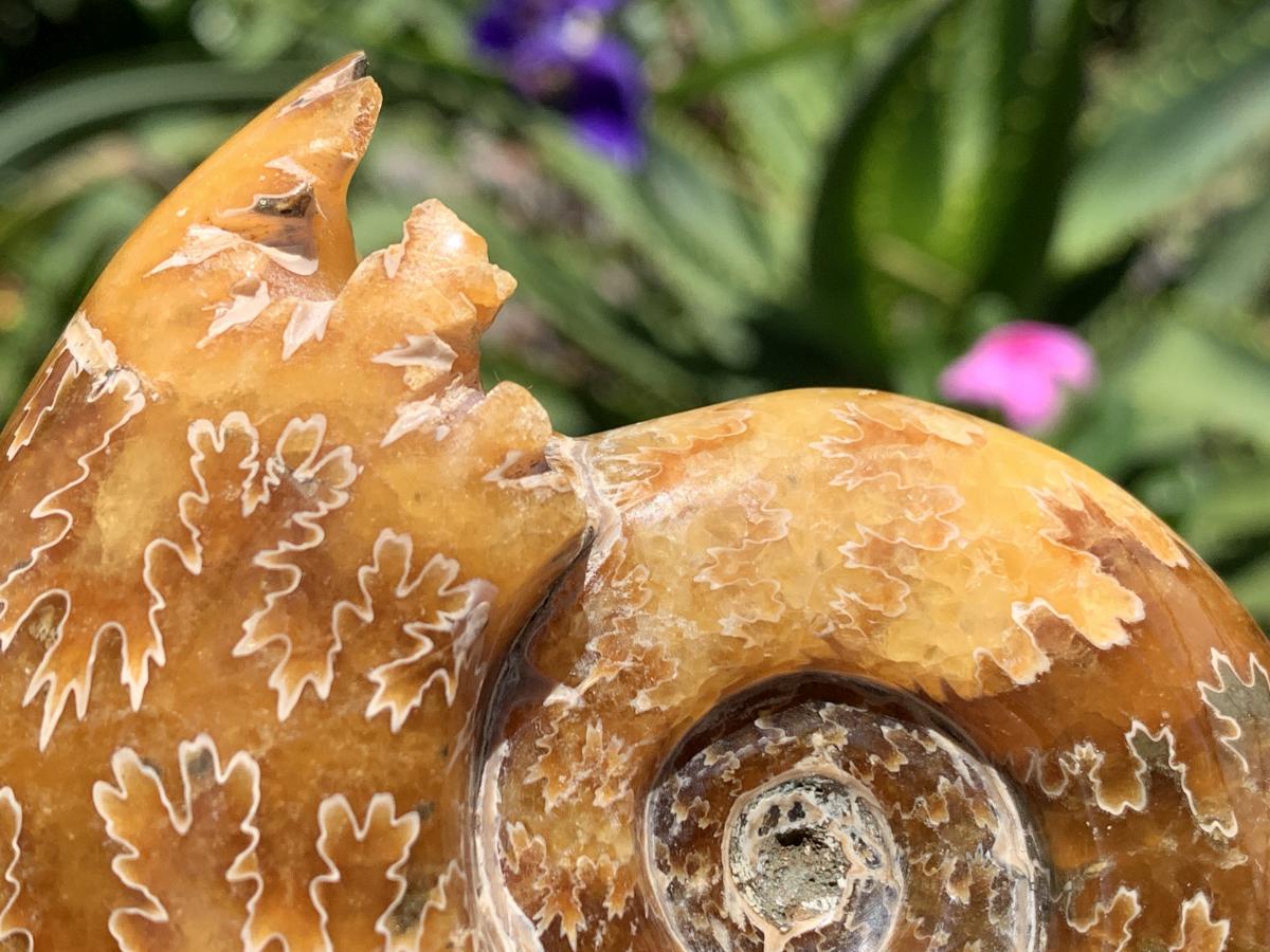 Polished Classic Desmoceras Jigsaw Ammonite x 1 From Tulear, Madagascar