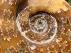 Polished Classic Desmoceras Jigsaw Ammonite x 1 From Tulear, Madagascar