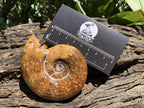 Polished Classic Desmoceras Jigsaw Ammonite x 1 From Tulear, Madagascar