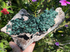 Natural Classic Crystalline Ball Malachite Cabinet Specimen x 1 From Mindingi Mine, Congo