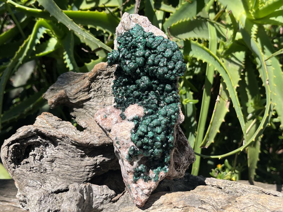 Natural Classic Crystalline Ball Malachite Cabinet Specimen x 1 From Mindingi Mine, Congo