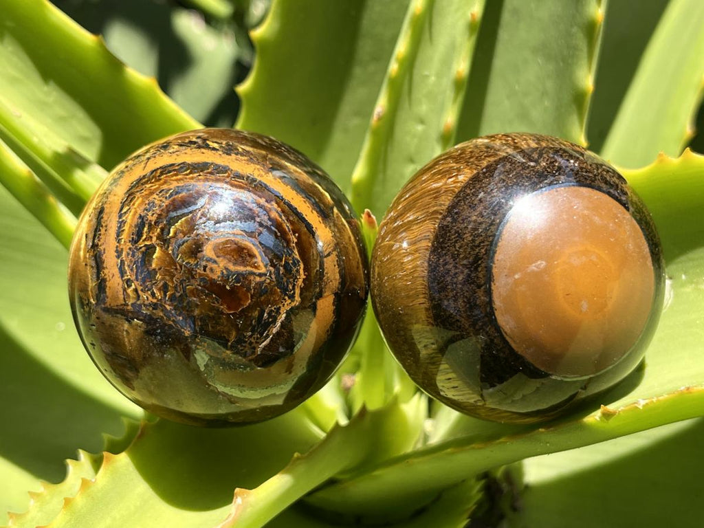 Polished Golden 40mm Tigers Eye Sphere-Ball x1 - From Prieska in South Africa