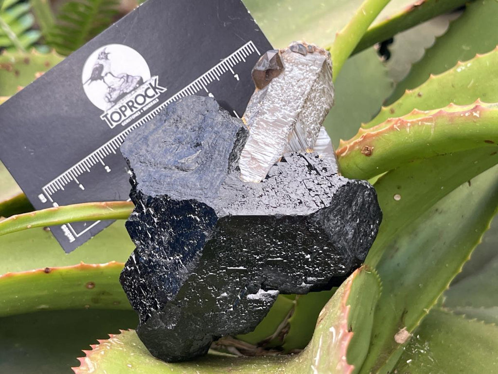 Natural Schorl Black Tourmaline Sceptre with Smokey Quartz Stem x 1 From Erongo Mountain, Namibia