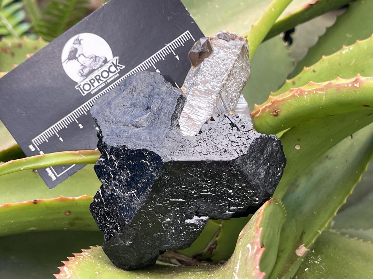 Natural Schorl Black Tourmaline Sceptre with Smokey Quartz Stem x 1 From Erongo Mountain, Namibia