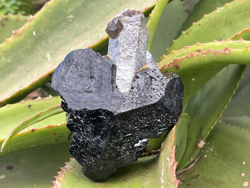 Natural Schorl Black Tourmaline Sceptre with Smokey Quartz Stem x 1 From Erongo Mountain, Namibia