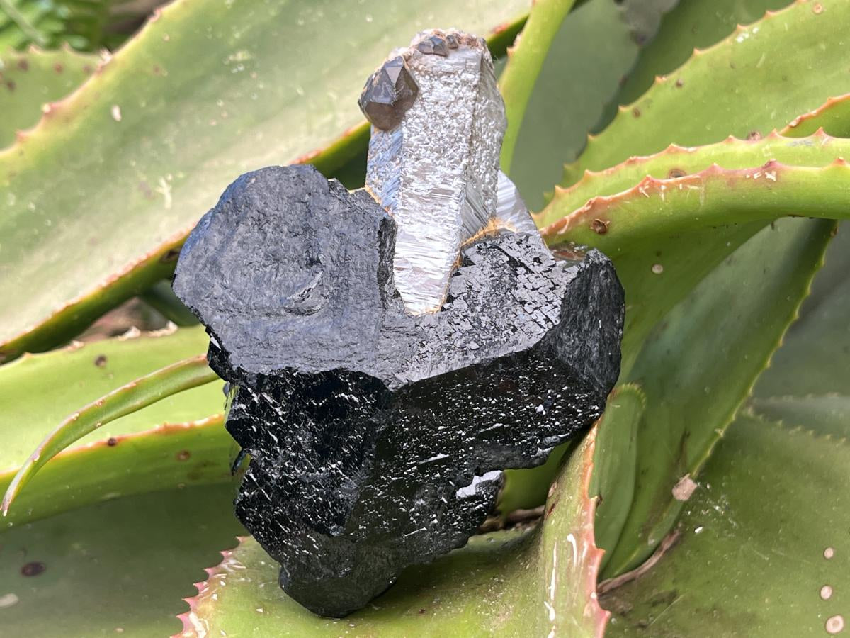 Natural Schorl Black Tourmaline Sceptre with Smokey Quartz Stem x 1 From Erongo Mountain, Namibia