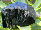 Natural Schorl Black Tourmaline Sceptre with Smokey Quartz Stem x 1 From Erongo Mountain, Namibia