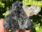 Natural Schorl Black Tourmaline Sceptre with Smokey Quartz Stem x 1 From Erongo Mountain, Namibia