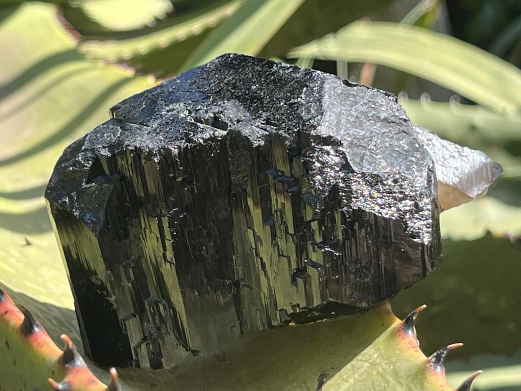 Natural Schorl Black Tourmaline Sceptre with Smokey Quartz Stem x 1 From Erongo Mountain, Namibia