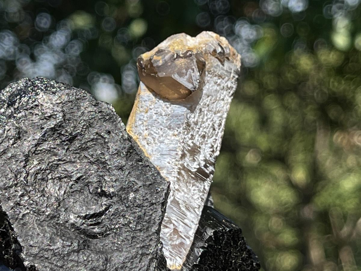 Natural Schorl Black Tourmaline Sceptre with Smokey Quartz Stem x 1 From Erongo Mountain, Namibia