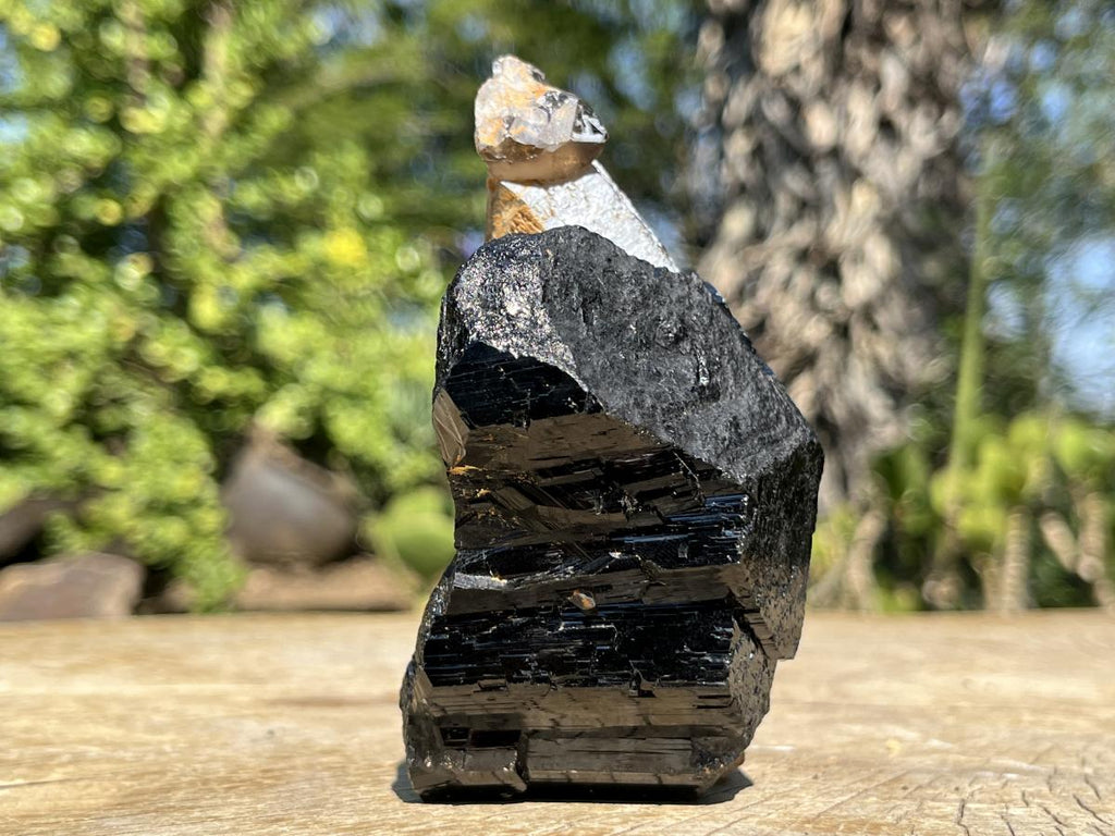 Natural Schorl Black Tourmaline Sceptre with Smokey Quartz Stem x 1 From Erongo Mountain, Namibia