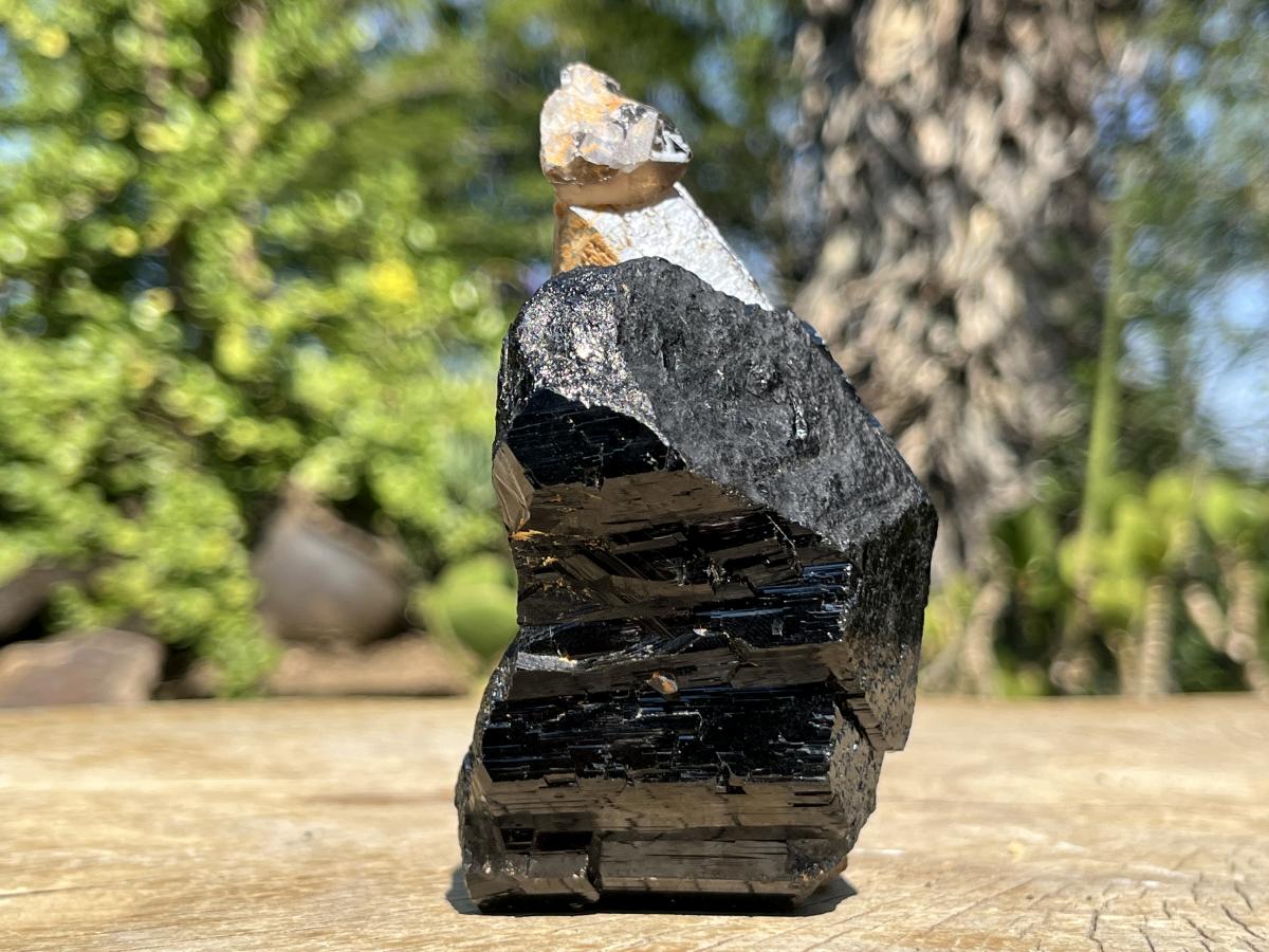 Natural Schorl Black Tourmaline Sceptre with Smokey Quartz Stem x 1 From Erongo Mountain, Namibia