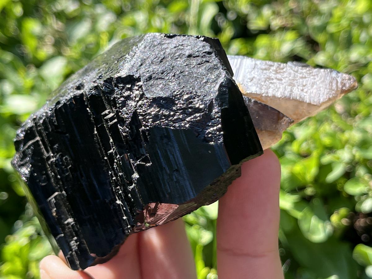 Natural Schorl Black Tourmaline Sceptre with Smokey Quartz Stem x 1 From Erongo Mountain, Namibia