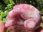 Polished Large Cobaltion Aragonite on Dolomite Specimen x 1 From Congo