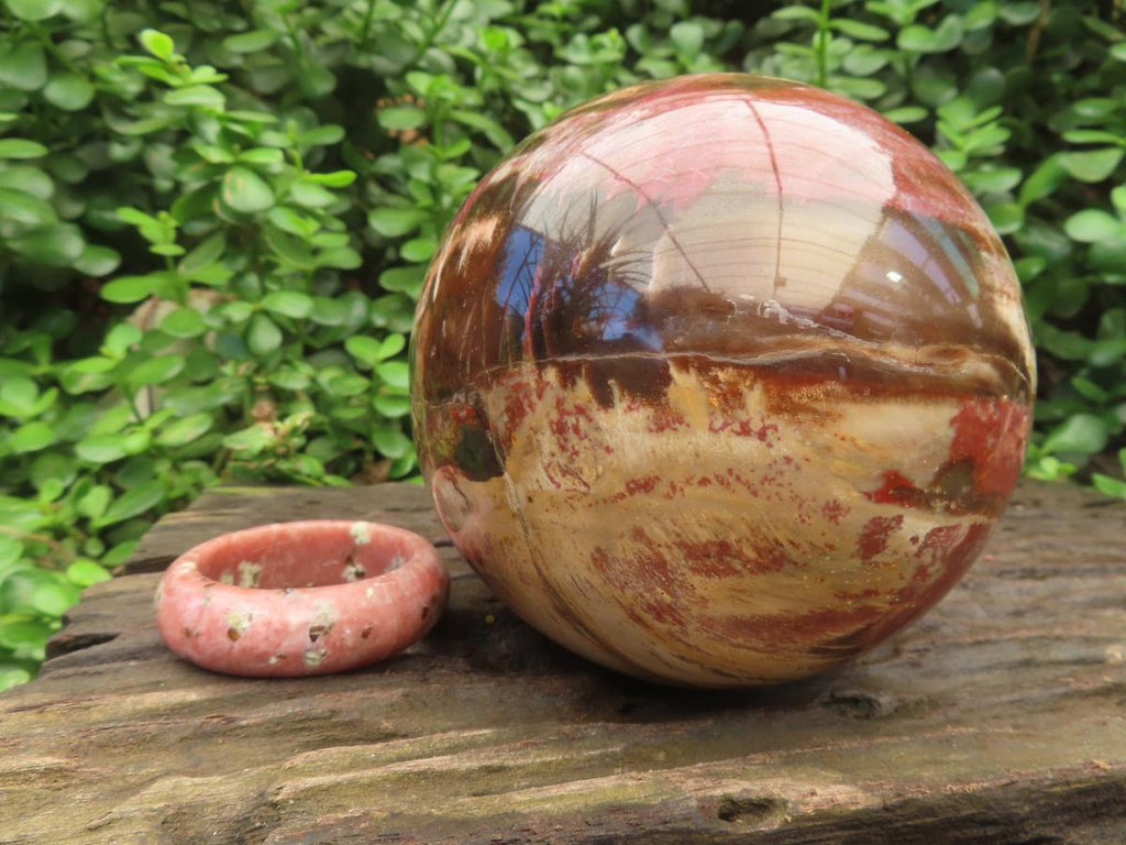 Polished XL Podocarpus Petrified Wood Sphere x 1 From Mahajanga, Madagascar