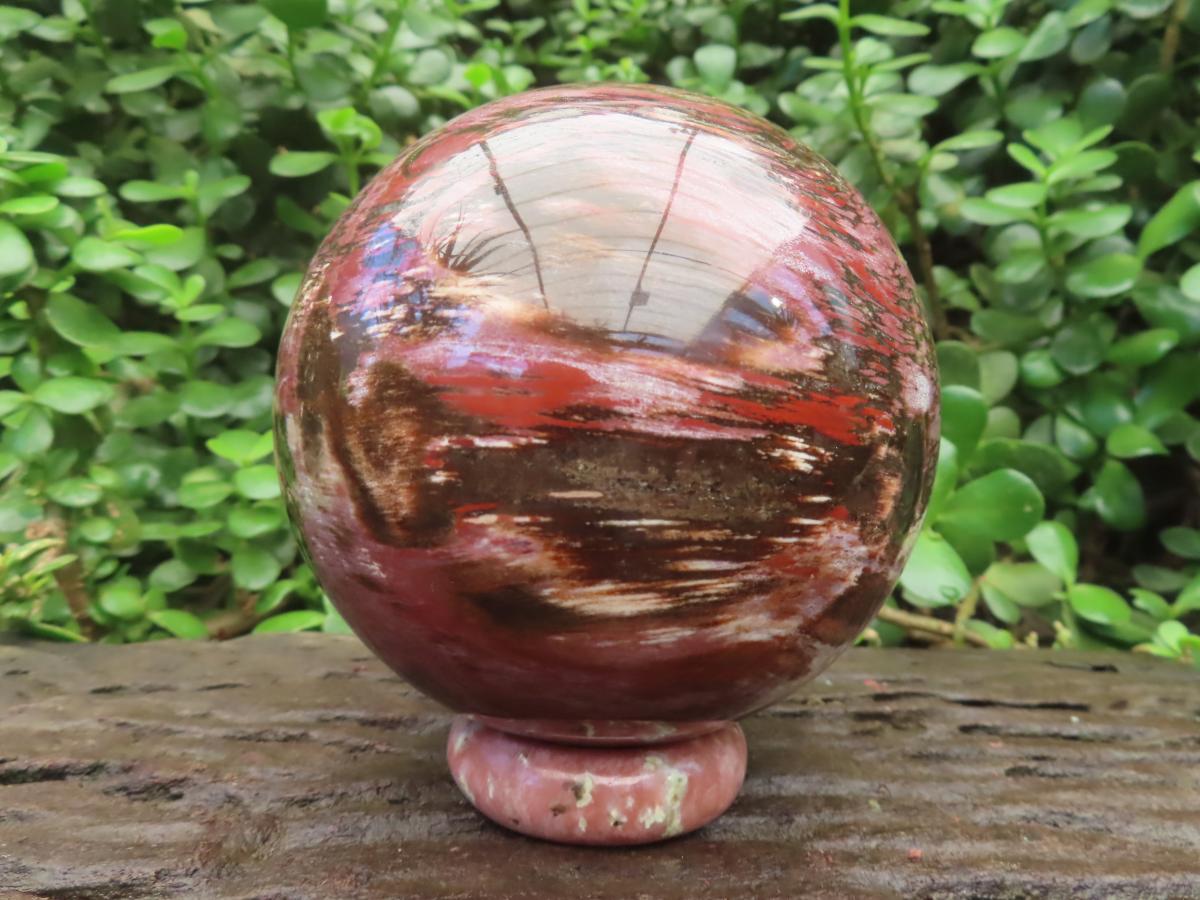 Polished XL Podocarpus Petrified Wood Sphere x 1 From Mahajanga, Madagascar