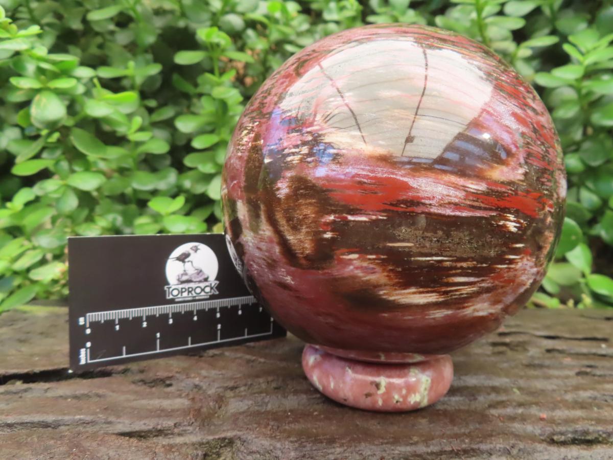 Polished XL Podocarpus Petrified Wood Sphere x 1 From Mahajanga, Madagascar